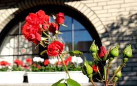Villa Orchard Frankfurt
