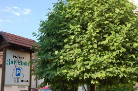 Zur Linde