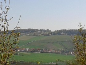 Weinherberge Rebgut