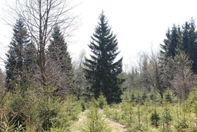 Waldgasthof Bad Einsiedel