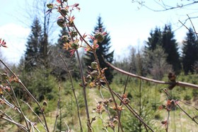 Waldgasthof Bad Einsiedel