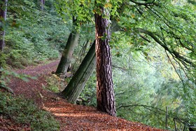 Waldhalle