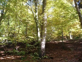Gasthaus Grüner Baum