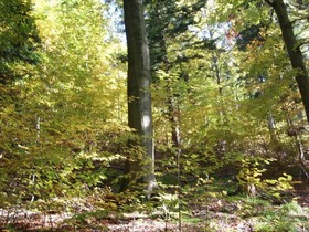 Gasthaus Grüner Baum