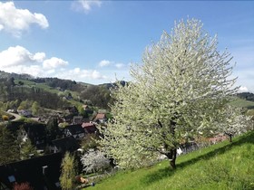Engel
