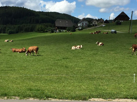 Hotel Sonnenmatte