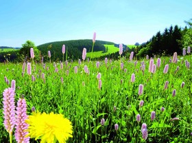 Best Western Plus Schwarzwald Residenz