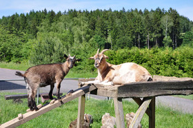Campingplatz am Waldbad
