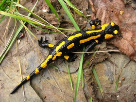 Hotel And Gasthof Garkuche