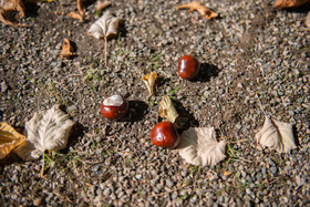 Gast- & Pensions-Haus Hodes