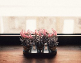 36 Pho Co Guesthouse