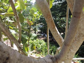 Altos de Caño Hondo