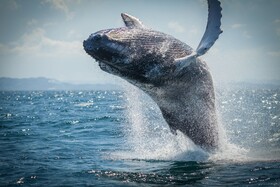 Wyndham Alltra Samana