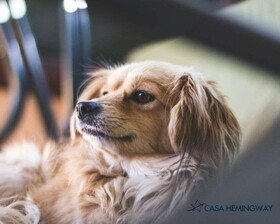Hotel Casa Hemingway