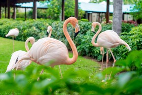 Dreams La Romana Resort & Spa