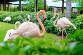 Dreams La Romana Resort & Spa