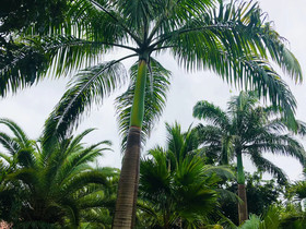 Canoa Oasis
