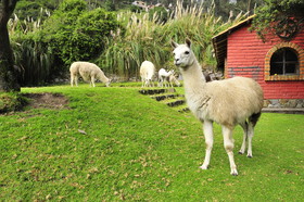 Hacienda Rumiloma