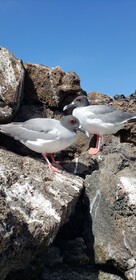 Galapagos Eco Friendly
