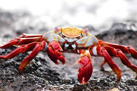 Twin Lodge Galapagos
