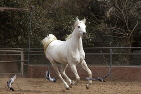 Equestrian Lodge - Pyramids Egypt