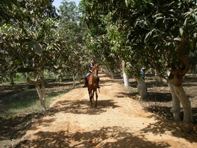 Equestrian Lodge - Pyramids Egypt