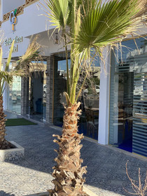 Golden Plaza Dahab Resort
