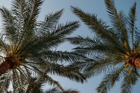 Baron Palms Sharm El Sheikh