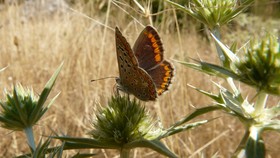 Apartamentos Rurales Campillo
