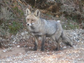 Apartamentos Rurales Campillo