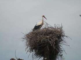 Camping Dehesa Nueva