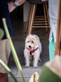 Olive & Ivy Guest House