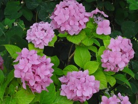 Apartmentos Poqueira