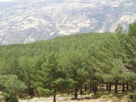 Apartmentos Poqueira