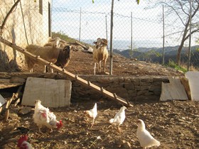 Reul Alto Cortijos Rurales