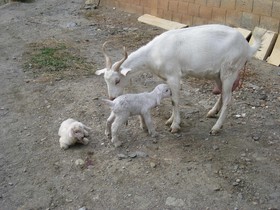 Reul Alto Cortijos Rurales