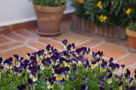 Casa de La Placeta del Rincon