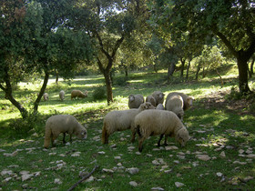 Algaba De Ronda