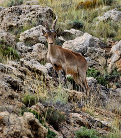 Aptos. Rurales Sierra De Gudar