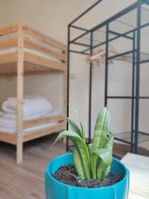 Green Hostel
