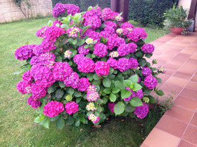 Apartamentos Rurales La Carbayala