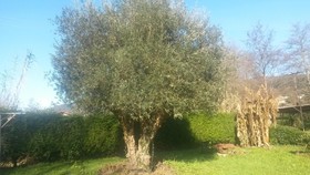 Ibarrondo Etxea Agroturismo