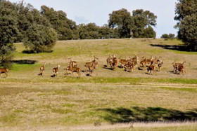 Hotel Valdepalacios Gourmand