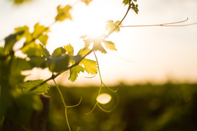 Domus Selecta Torremilanos