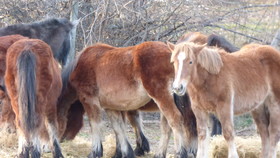 La Posada de Pedrazales