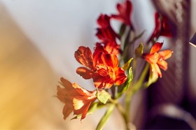 Barceló León Conde Luna