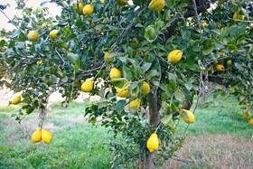 Hort de Mao Casa Vella