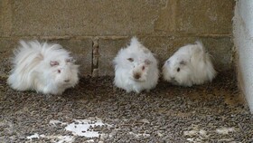 Hort de Mao Casa Vella