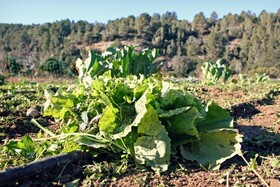 Hort de Mao Casa Vella