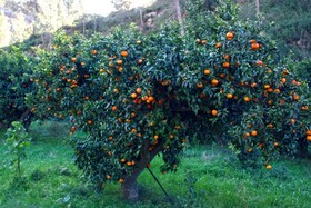 Hort de Mao Casa Vella